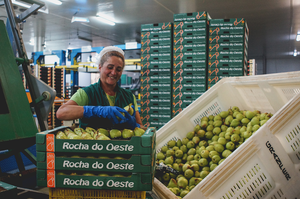 Rocha Pear Processing Unit Granfer Obidos