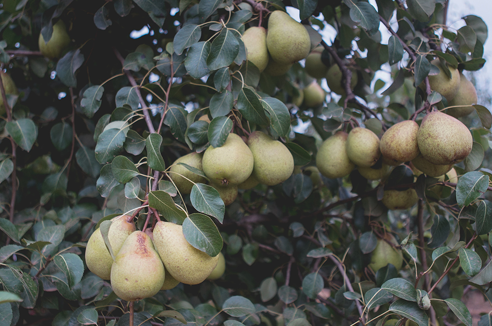 Rocha Pears Portugal 