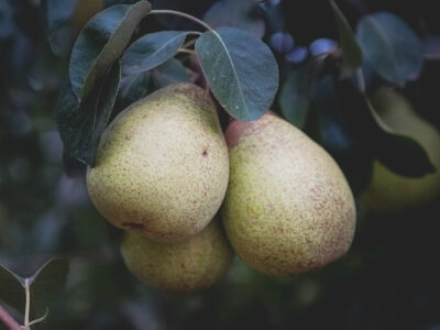 Rocha Pears Portugal