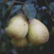 Rocha Pears Portugal