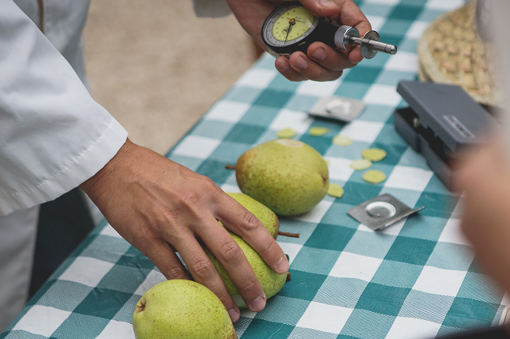 Testing Rocha Pears for ripeness