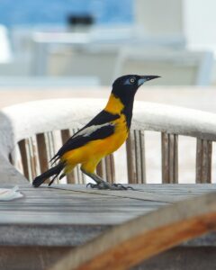 Venezuelan Troupial