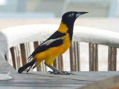 Venezuelan Troupial