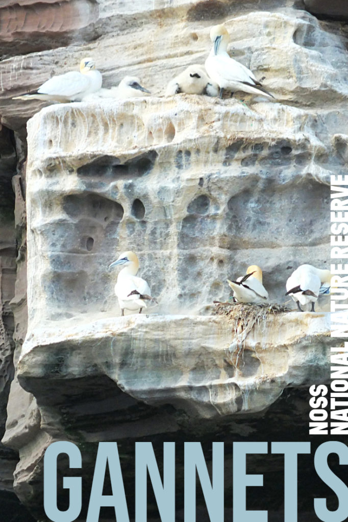 Gannets at Noss National Nature Reserve - 25,000 gannets, 181 metre cliffs one mile long #birdwatching #NatureTrust #wildlifetour #elizabethskitchendiary