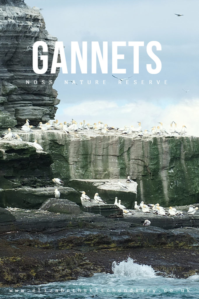 Gannets at Noss National Nature Reserve - 25,000 gannets, 181 metre cliffs one mile long #birdwatching #NatureTrust #wildlifetour #elizabethskitchendiary