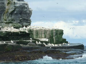Image of the Gannets of Noss Shetland Wildlife Tour.