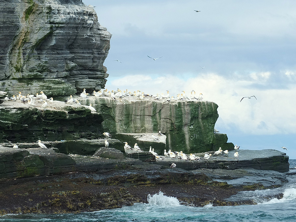 Gannets of Noss Shetland Wildlife Tour image
