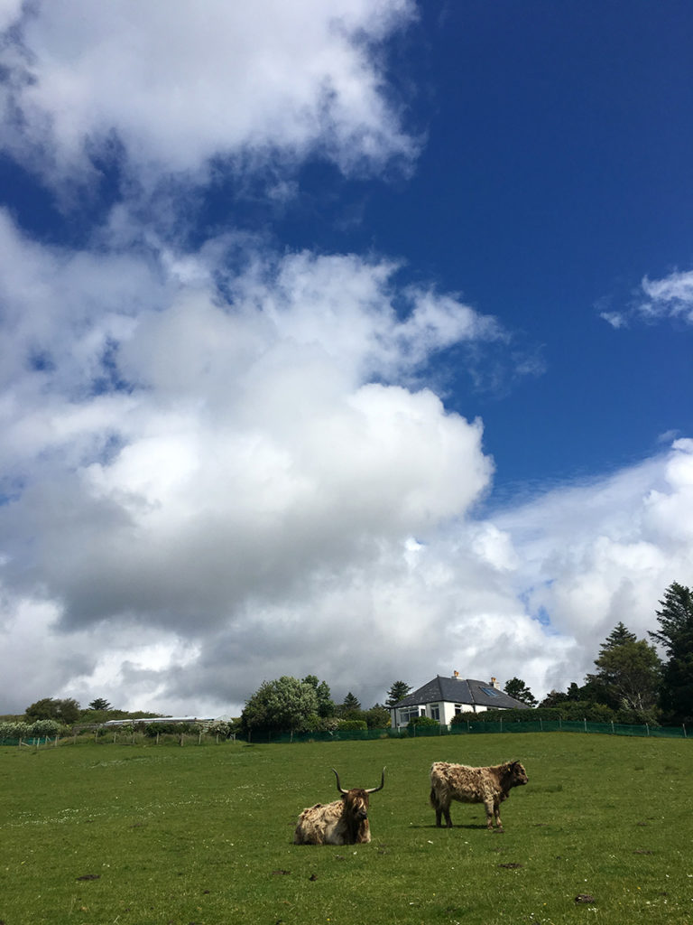 Highland cattle on Skye Scotland image