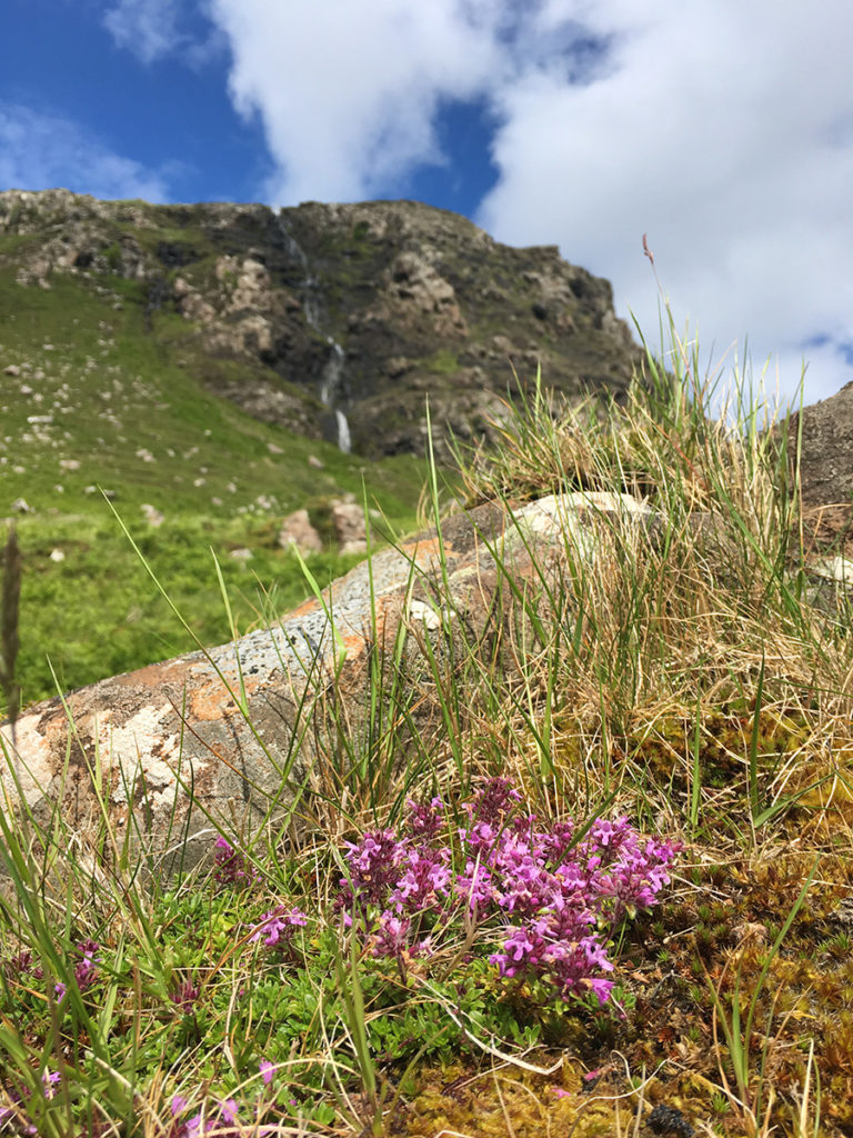 Waterfall and heather on Skye, Scotland