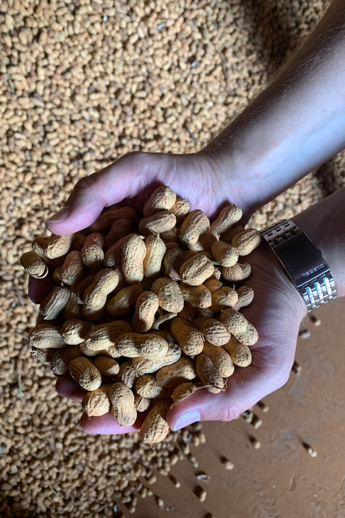 American Peanut Tour - Buying Point