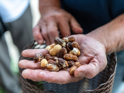 man holding various sized peanuts in hand while grading peanuts