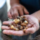 man holding various sized peanuts in hand while grading peanuts