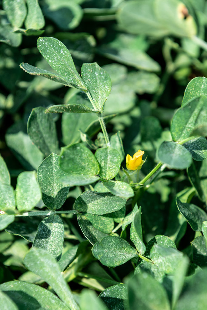 Peanut flower image