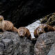 Four Shetland Otters by Nick McCaffrey