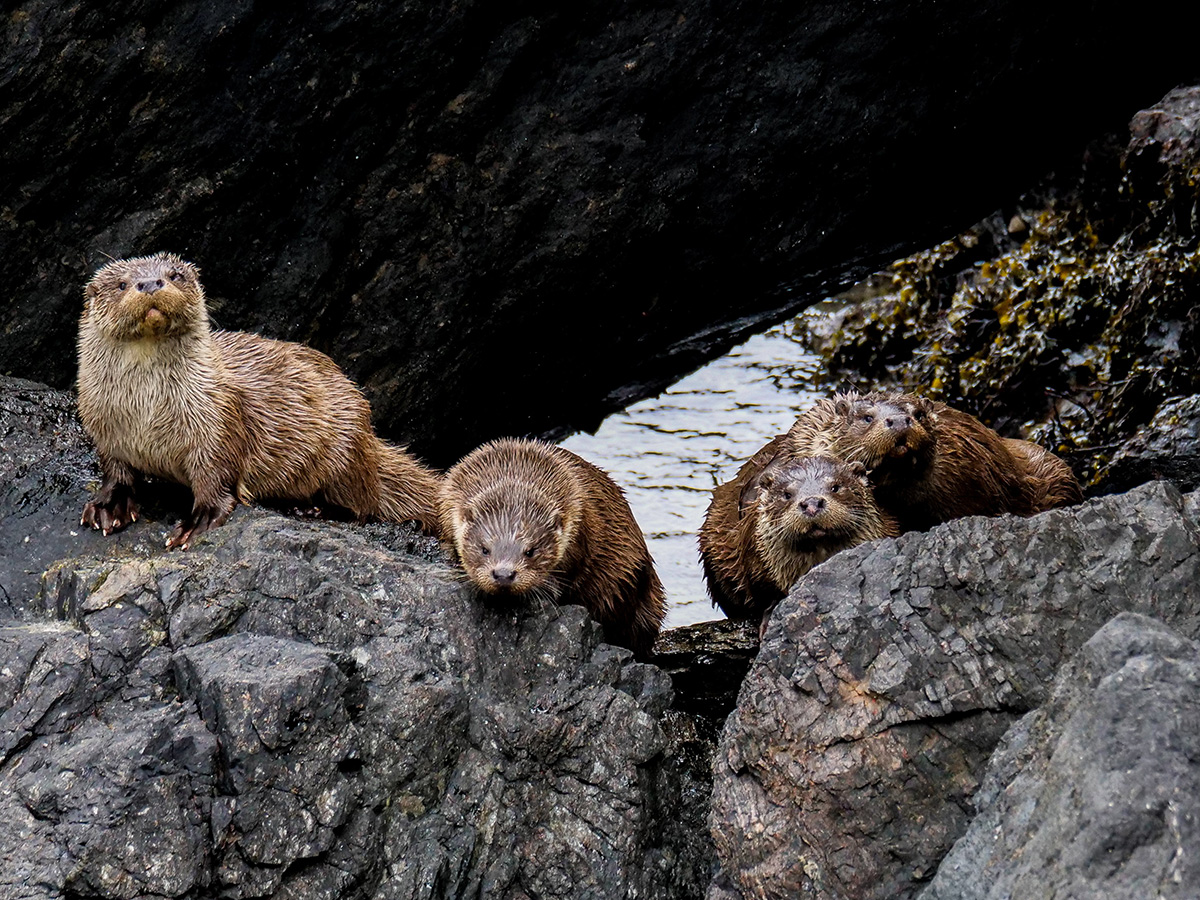 Four Shetland Otters by Nick McCaffrey