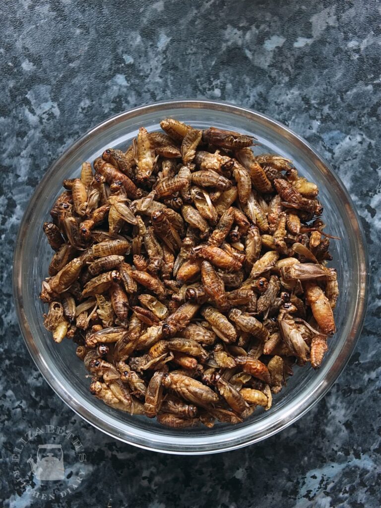 Image of dried whole crickets in a glass bowl.
