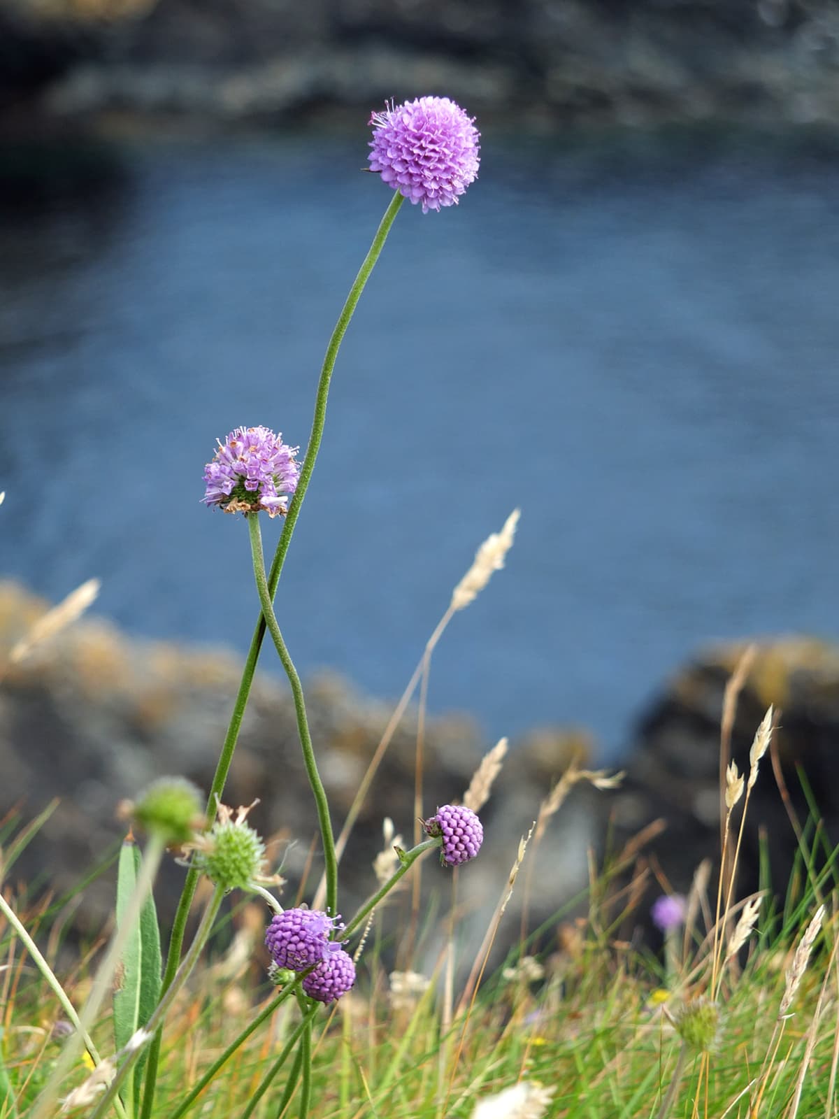 Image of devil's bit scabious, with it's blue pom-pom like flower on the top of a long leafless stem.