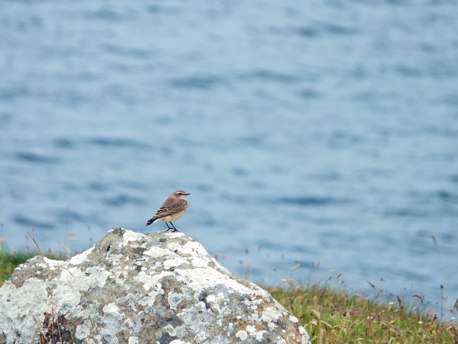 Image of a wild bird in Fetlar, it's tiny, with cream/buff feathers underneath, black legs, brownish feathers on its back and it's got a little bandit stripe from it's beak to eyes.