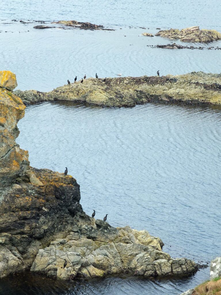 Image of cormorants and/or shags perched on the cliffs/shore.