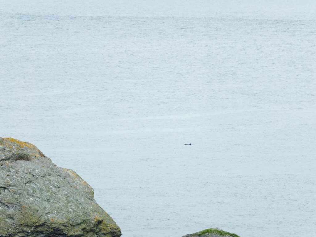 Image of a white-sided dolphin in the sea in the far distance, taken from shore with a zoom lens.