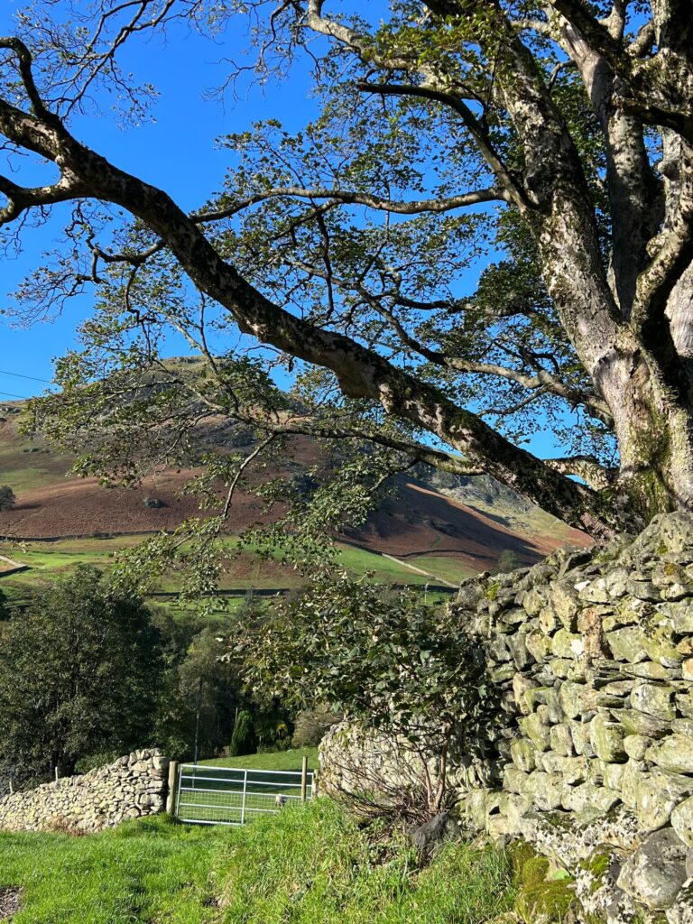 Image of an gate in a drystone wall with a large tree in the foreground, and a big hill in the background. Blue skies.