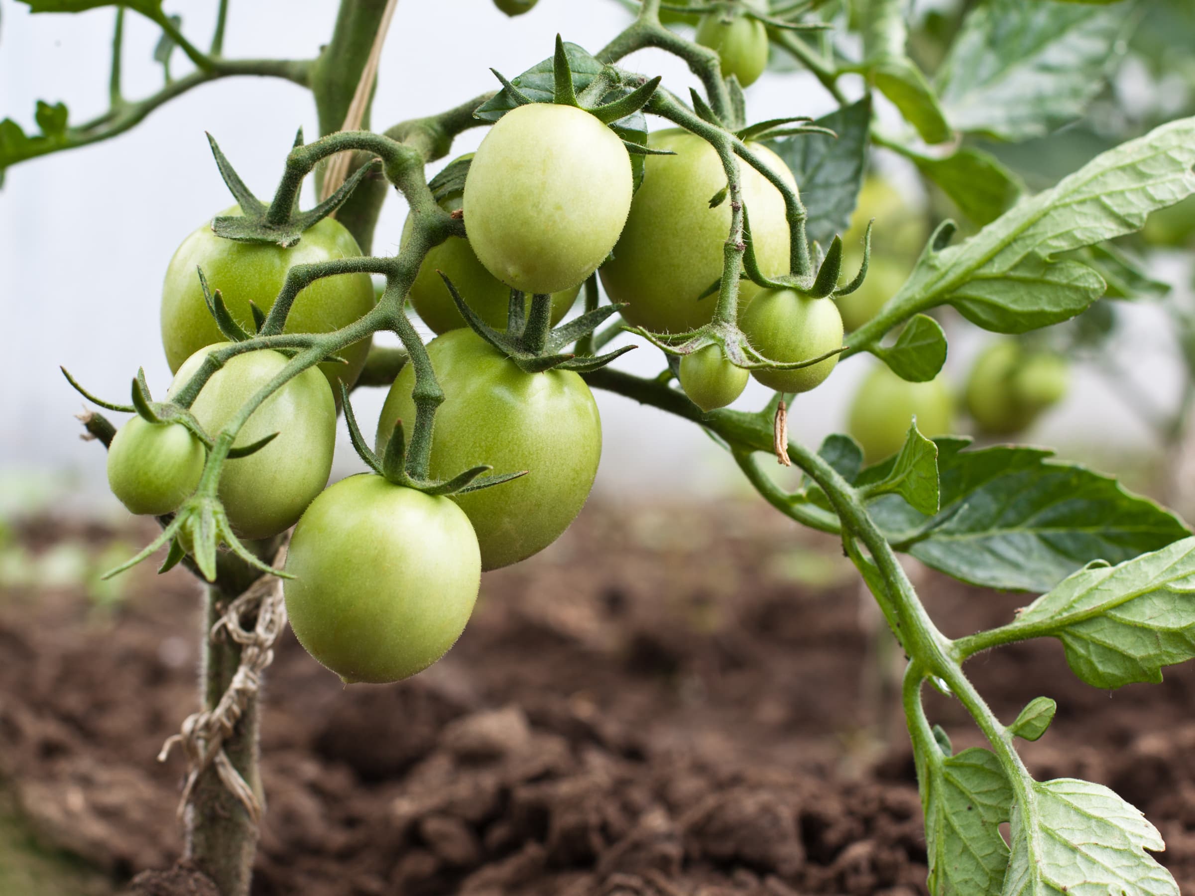 Image of green tomatoes on the vine.