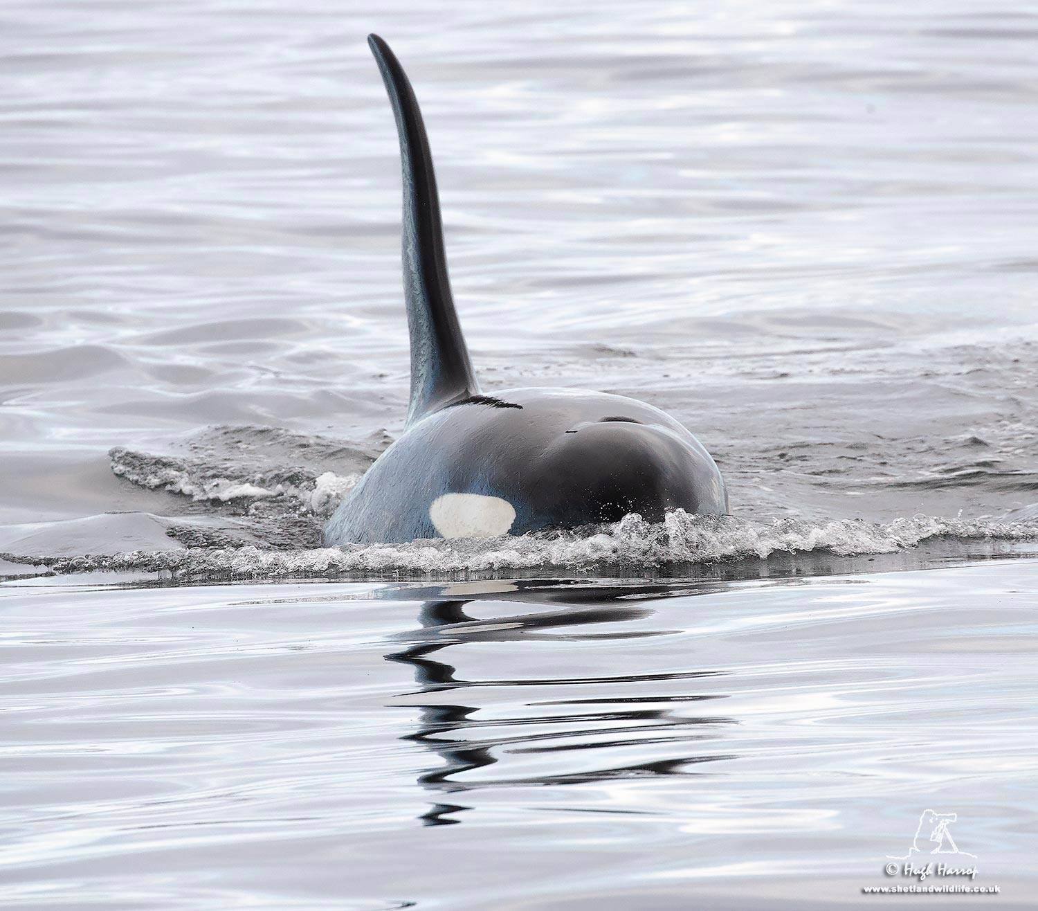 Orcas in Shetland - photo by Hugh Harrop / Shetland Wildlife