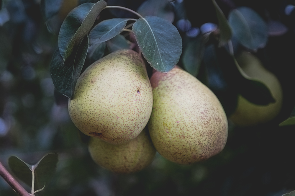 Portuguese Rocha Pears: A Farm to Fork Experience - Elizabeth's Kitchen ...