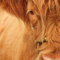 Aberdeenshire Highland Beef: A Farm to Fork Experience